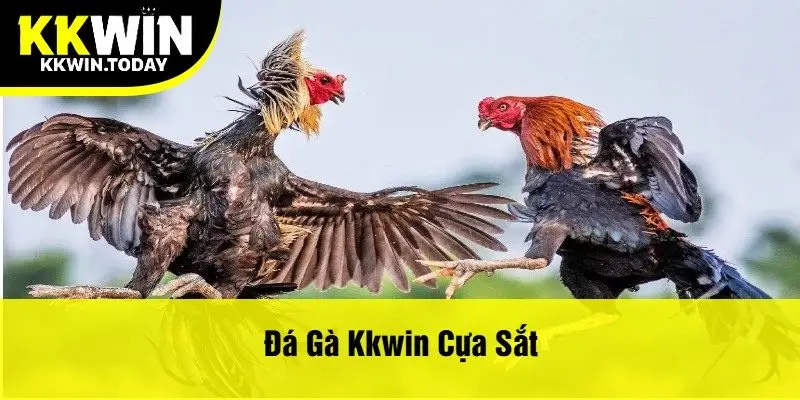 Đá gà Kkwin cựa sắt